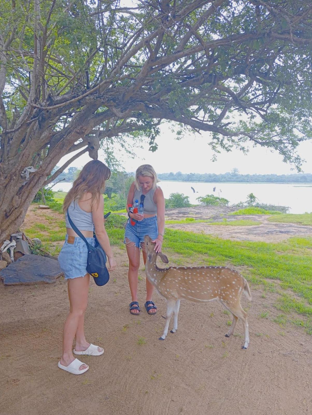 White Rose Safari Home Stay Udawalawe Esterno foto